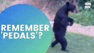 REMEMBERING 'PEDALS' THE BEAR THAT CAPTURED PEOPLES HEART