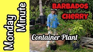 Monday Minute- Barbados Cherry as a Container Plant!