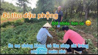 463/Đi thu đậu phộng,đất nhiều hơn củ 