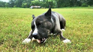 Hachi the Pitsky eating an organic pigeon raw: ASMR