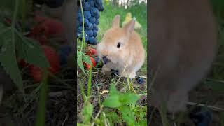 cute baby bunny rabbits #cute #baby #dog #funny #viral #viralvideo #youtubeshorts  #fypシ #japan #fun