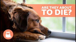 10 SIGNS a DOG is DYING  Critical Symptoms You Can't Ignore