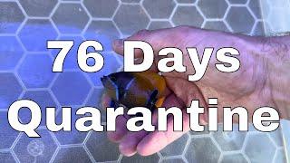 76 days Quarantine is Finally Over!  | Waterbox Aquariums Angelfish Reef LX 270.6 - Part 14