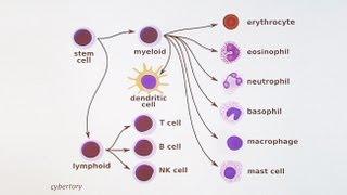 Immunology 101: The Basics and Introduction to our Patient