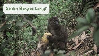 Golden Bamboo Lemur Eating Bamboo in Ranomafana National Park, Madagascar