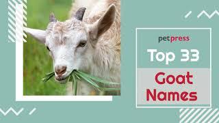 Goat Names  -  33 Most Popular Names for Goats | PetPress