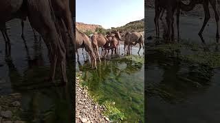 Thousands of Feral Camels in Australia Have Been Shot Dead in Cull Following Drought