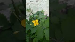 Greater celandine  (Chelidonium majus)