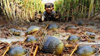 Cá Rô Đồng Chen Chúc Nhau Dưới Lớp Bùn Mùa Lúa Chín | amazing fishing a fisherman skill