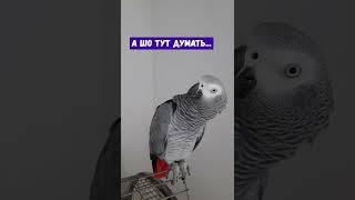 ВОЗДУШНАЯ ТРЕВОГА ВО ВРЕМЯ ЗАПИСИ / ГОВОРЯЩИЙ ПОПУГАЙ ЭВРИКА / PARROT CALLED PUTIN A ROOSTER 