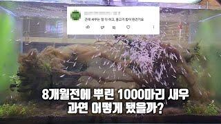 8개월 전에 뿌린 1000마리 새우 근황에 대해 문의하시는 분들이 많아 자세히 알려드립니다