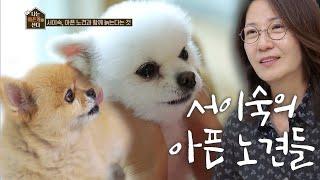 서이숙, 아픈 노견과 함께 늙는다는 것 [나는 아픈개와 산다]