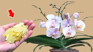 Just 1 Thin Slice! Orchid Immediately Takes Root And Blooms Thousands Of Flowers!