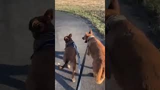 Video of adoptable pet named Zapster