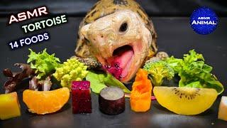 ASMR Mukbang Eating 14 Foods  Turtle Tortoise 143