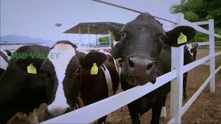 Mid Valley Dairy Introductory Video ( Tamil Version )