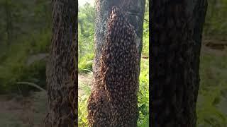 Bees making hive inside a tree... life is just amazing...  #vlog #fyp #dailyvlog #follow #nature