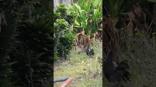 Kalij Pheasants, NOT Peasants, in the Garden - Big Island of Hawaii