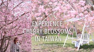 Beautiful Cherry Blossom (Sakura) Experience in Taiwan | Klook Tour | Silent Travel Vlog #83