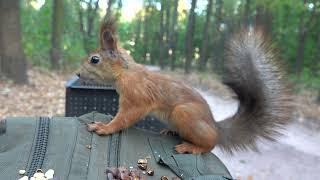 Знакомая белка впервые дала себя погладить / Stroked a familiar squirrel