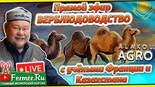 Учёные мирового уровня в прямом эфире по верблюдоводству! Казахский бактриан, шубат/верблюжья шерсть