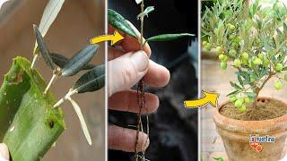 How to grow an Olive tree from cuttings - Best Way to propagate