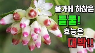 작지만 예쁜 들풀!! 알고보니 대박인 고마리와 여뀌