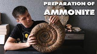 Found and cleaned a HUGE AMMONITE