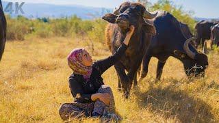 Buffalo Breeding in Anatolia - Being a Woman in the Village | Documentary-4K