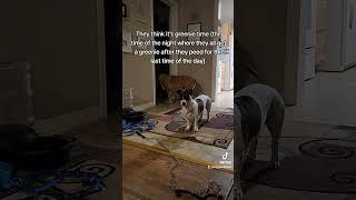They want it to be greenie time  #dog #pitbull #germanshepherd #dachshund #bullterrier #dogs