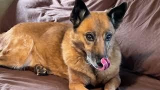 SIERRA GOT SPONSORED! Preskitt's Pawz 'N Clawz Is Hooking Her Up With An All Raw Diet!