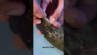 Arowana fish surgery Drop eye ! #aquariums #aquariumfish #arowana #arowanakeepers