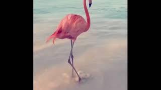 Dancing Flamingo - Maniac