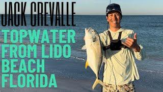 Topwater Jack Crevalle from Lido Beach Florida!