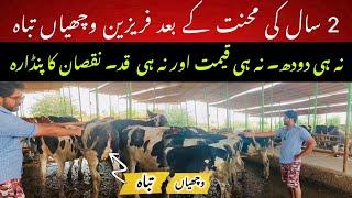 Heifers wasted II Loss of heifers and life time production II Heifer secrets II Dr. Muzzammil