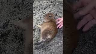 Cute little capibara ⭐ sweet baby "Adorable Tiny Capybara Relaxing: Cuteness Overload!"