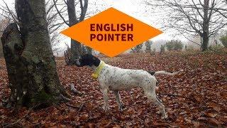 English Pointer