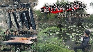 ระเบิดซุ้ม ฝูงชะโดคลั่ง ที่หมายข้างทาง!!  Street fishing snakehead.