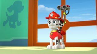 Marshall accidentally drenched Zuma // Paw Patrol scene