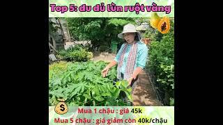Top 7 loại cây ăn trái dễ trồng trong chậu, cho trái trĩu cành, đang có cây giống tại Vườn Sài Gòn