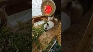 @tinytreasures29 #cute #cuteanimals #funny #lifestyle #home #homestead #easter #spring #trending