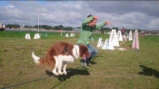 Acrobatic Dog - Tandem Slackline with a Human