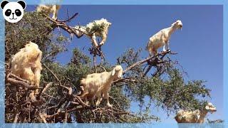 Why do GOATS CLIMB ON TREES? | Things you did not know about nature.