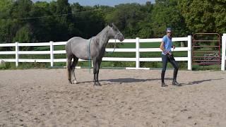 How to teach your horse to ground tie, or stay