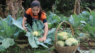 I cook mix fresh vegetables with chickens / Harvesting Cauliflower, Garlic flower for cooking