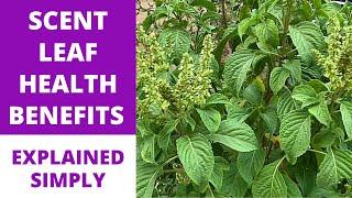 SCENT LEAF | OCIMUM GRATISSIMUM | African Basil | Clove Basil Tree + Medicinal Health Benefits