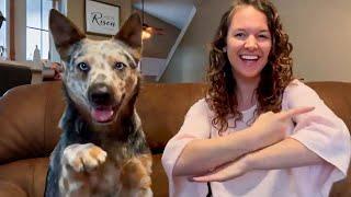 Fate Brought This Deaf Woman And Her Deaf Dog Together | Pets Town