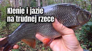 Klenie i jazie na spining | Na trudnej rzece | W przerwie były też okonie