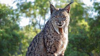 Reintroducing Europe's Wildest Cat | Seven Worlds, One Planet | BBC Earth