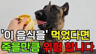 강아지가 절대로 먹으면 안되는 음식 12가지 !